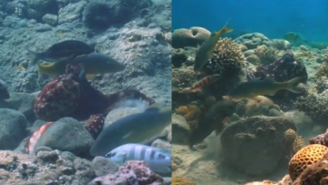 Τα χταπόδια συνεργάζονται με ψάρια για να κυνηγήσουν: Όταν νευριάζουν ρίχνουν «μπουνιές» 