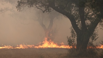 Φωτιά στον Έβρο: Νεκρός στο δρόμο βρέθηκε ο νεαρός μετανάστης – Είχε περάσει  η φωτιά από το σημείο
