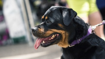 Ροτβάιλερ επιτέθηκε και τραυμάτισε πολίτη στην Καλαμάτα - Αστυνομικός πυροβόλησε και σκότωσε τον σκύλο
