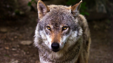 Χαλκιδική: Λύκος επιτέθηκε σε 5χρονη σε παραλία του Μαρμαρά
