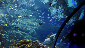 Ενυδρείο XPLORE Oceans: Μια συναρπαστική ευκαιρία κατάδυσης στον κόσμο του βυθού