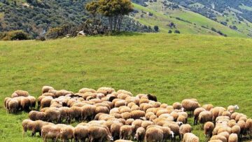 Καλαμπάκα: Σύσκεψη για την αντιμετώπιση της πανώλης σε αιγοπρόβατα