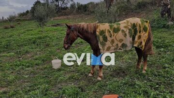 Επιχείρηση διάσωσης της Πυροσβεστικής για άλογο που έπεσε σε πηγάδι της Εύβοιας - Δείτε φωτογραφίες