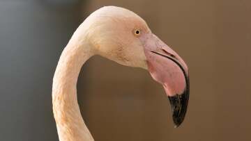 Πυροβόλησαν φλαμίνγκο στον Λαγκαδά - Επτά τραυματισμένα άγρια ζώα τον Ιανουάριο