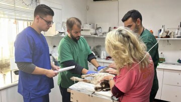 Κυψέλη: Δεν άντεξε ο σκύλος που βρέθηκε μαχαιρωμένος από 47χρονο σε κάδο απορριμμάτων