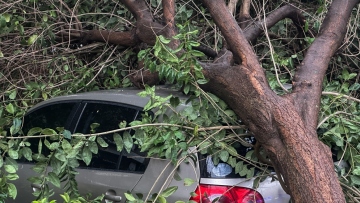 Θεσσαλονίκη: Γιατί έπεσαν τα δέντρα από την κακοκαιρία Bora - Ποια είδη δεν πρέπει να φυτεύονται σε πόλεις