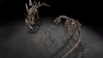 Τρία απολιθώματα δεινόσαυρων βγαίνουν στο σφυρί σε δημοπρασία στο Λονδίνο