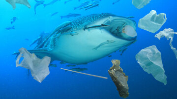 Από τη θάλασσα στο τραπέζι: Τα μικροπλαστικά σερβίρονται στο πιάτο μας