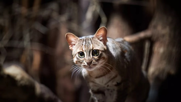 Ανακαλύφθηκε απολίθωμα της πιο μικρής γάτας του κόσμου – Οι επιστήμονες δεν γνώριζαν την ύπαρξη του είδους