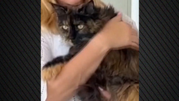 Αυστραλία: Ξέχασαν γάτα σε αεροπλάνο - Ταξίδεψε τρεις φορές μέσα σε 24 ώρες