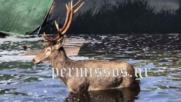 Τανάγρα: Πυροσβέστες έσωσαν ελάφι που εγκλωβίστηκε σε στέρνα - Δείτε βίντεο