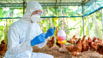 Αγριεύει η γρίπη των πτηνών: Το ECDC καταγράφει 34 μεταλλάξεις επικίνδυνες για μετάδοση στον άνθρωπο