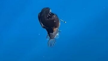 Μαύρο διαβολόψαρο εντοπίστηκε για πρώτη φορά να κολυμπάει στην επιφάνεια του νερού