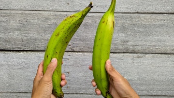 Plantains: Πού θα βρείτε στο κέντρο της Αθήνας «μπανάνες» από την Αφρική