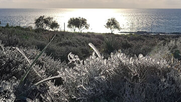 Πάγωσαν τα λουλούδια από το ψύχος στη Ρόδο - Δείτε φωτογραφίες