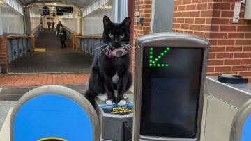 Η γάτα που πήρε μόνη της το τρένο και έκανε ένα ταξίδι σχεδόν 30 χιλιομέτρων