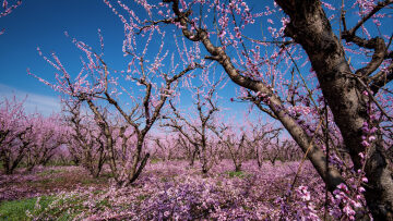 4 ανοιξιάτικες εκδρομές στην ελληνική Φύση για τα επόμενα Σαββατοκύριακα 