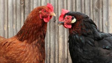 Δωρεάν κότες – Η πρωτοβουλία για τη μείωση σπατάλης τροφίμων