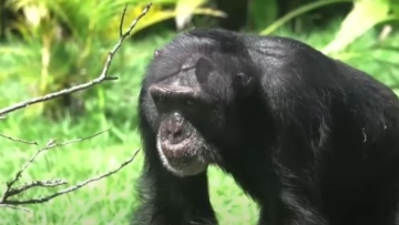 Ο Γιόκο, ο μοναχικός χιμπατζής της Κολομβίας, μεταφέρθηκε σε ειδικό καταφύγιο στη Βραζιλία 