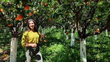 Μανταρίνι Χίου ΠΓΕ: Η αναγέννησή του στα αρχοντικά του Κάμπου