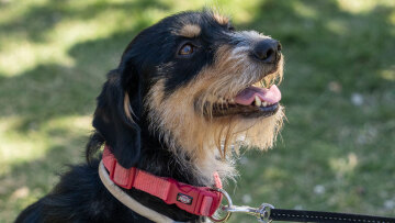 Woof Festival | ToPetmou.gr: Το πρόγραμμα του φεστιβάλ, που γίνεται 5 & 6 Απριλίου στο Πεδίον του Άρεως