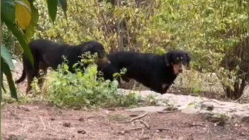 Άγνωστοι παράτησαν επτά μεγαλόσωμα σκυλιά στο Άλσος Παγκρατίου - Δείτε βίντεο