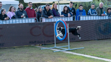 Πλήθος κόσμου στο Woof Festival | topetmou.gr - Παιχνίδια, επιδείξεις και μαθήματα πρώτων βοηθειών στους τετράποδους φίλους μας 