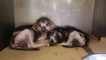 «Επικίνδυνο πυροτέχνημα» η συλλογή DNA από δεσποζόμενα ζώα, υποστηρίζει η οργάνωση Save a Greek Stray