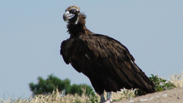 Η αντίσταση του Μαυρόγυπα: Αναγέννηση και ανάπτυξη στο Δάσος της Δαδιάς μετά τις καταστροφικές φωτιές