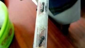 Λαθρεμπόριο σπάνιων μυρμηγκιών στην Κένυα - Συλλέκτες τα αγοράζουν ως και 200 ευρώ το ένα