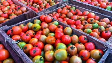 Ο Τραμπ επιβάλλει δασμούς 21% στις ντομάτες από το Μεξικό