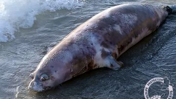 Τραγικός θάνατος φώκιας Monachus monachus στο Καστράκι Νάξου – Πνίγηκε μπλεγμένη σε πετονιές