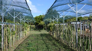 The Dragonfruit Farm: Μία πειραματική καλλιέργεια τροπικών φυτών στην Καλαμάτα