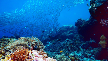 Πελώρια έλλειψη κεφαλαίων που είναι απαραίτητα για την προστασία των ωκεανών 