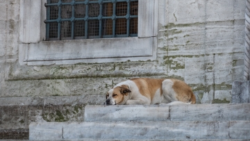 Θεσσαλονίκη: 59χρονος πέταξε βενζίνη στο πρόσωπο 22χρονης μετά από καβγά για έναν αδέσποτο σκύλο