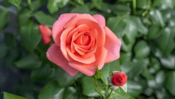 Ποικιλία τριαντάφυλλου πήρε το όνομα της Κέιτ Μίντλετον
