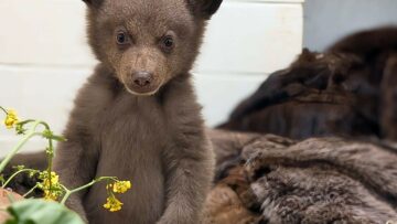 Αρκουδάκι που βρέθηκε μόνο του σε δάσος μεγαλώνει από ανθρώπους μεταμφιεσμένους σε αρκούδες