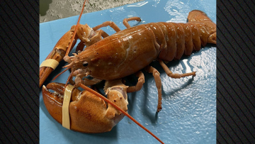 Σπάνιος χρυσός αστακός σώθηκε χάρη στην παρατηρητικότητα ενός μάγειρα στις ΗΠΑ