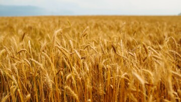 Ένα νέο, λαμπρό κεφάλαιο ευφυούς γεωργίας με επίκεντρο την «Έξυπνη Σπορά»