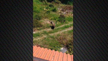 Μόνιμη... κάτοικος του χωριού Φούφα Εορδαίας έγινε μια αρκούδα με το μικρό της - Δείτε βίντεο