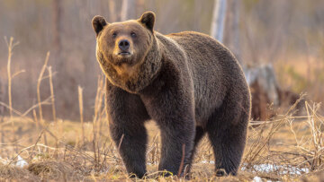 Τα έξι πράγματα που πρέπει να κάνουμε αν συναντήσουμε την «Ελληνίδα» καφέ αρκούδα - «Ο ορισμός του λάθους» έγινε στη Δράμα