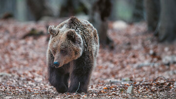 Η άγρια ζωή δεν είναι ζωολογικός κήπος - Λύκοι, αγριογούρουνα, τσακάλια και οχιές κατεβαίνουν σε πόλεις και χωριά 