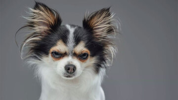 Γιατί γρυλίζει ο σκύλος σας