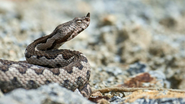 Πώς θα ξεχωρίσετε μια οχιά από ένα ακίνδυνο φίδι