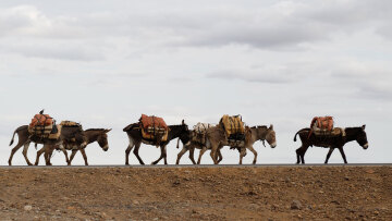 Η σκοτεινή βιομηχανία του «ejiao»: 6.000.000 γάιδαροι σφαγιάζονται ετησίως για το φάρμακο που επιβραδύνει τη γήρανση και τονώνει τη... λίμπιντο των Κινέζων!