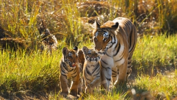 Ινδία: Έρευνα μετά τον θάνατο πέντε τίγρεων - της μητέρας και τεσσάρων μικρών της σε προστατευόμενο δάσος