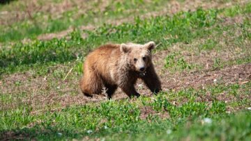 Αρκτούρος: Επέστρεψε στη φύση η Μάρθα, το ορφανό αρκουδάκι που βρέθηκε σε αυλή σπιτιού στην Εορδαία

