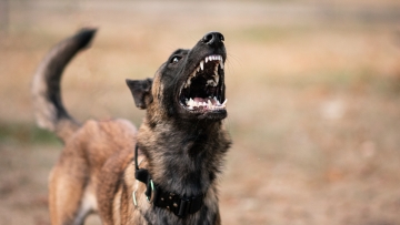 Λάρισα: Αδέσποτο σκυλί δάγκωσε 12χρονη και την έστειλε στο νοσοκομείο
