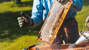 Οι αλλαγές στις επιδοτήσεις που φέρνει η κυβέρνηση λόγω ΟΠΕΚΕΠΕ - Εκτός πραγματικότητας οι αριθμοί για μέλι και βιολογική κτηνοτροφία