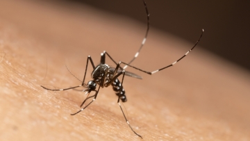 SOS για τα 3 πιο επικίνδυνα είδη κουνουπιών – Οι 4 απειλητικοί ιοί που μεταδίδουν